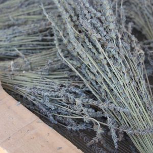 DEL CAMPO DE VILLAVANDA