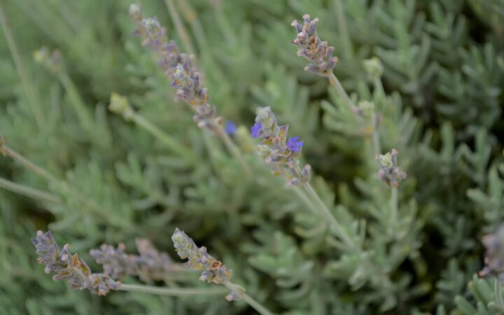 PROYECTO LAVANDA HORIZONTAL (5) (1) (1)